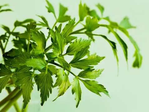 Leaves of lovage Foto stock
