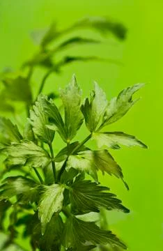 Leaves of lovage Stock Photos