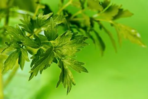 Leaves of lovage Stock Photos