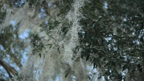 Leaves from low angle - Slow Motion Stock Footage 243601155