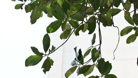 The leaves of a lush green jackfruit tree. Stockbeeldmateriaal 332927964
