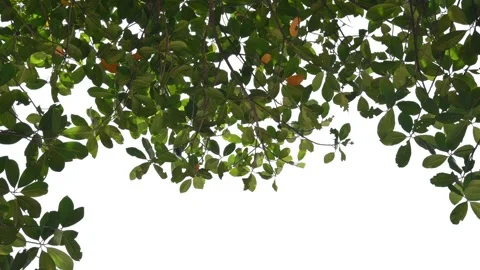 The leaves of a lush green jackfruit tree. Video stock 332928000