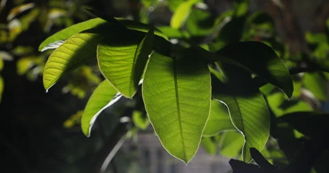 Leaves Macro shot Stock Footage 260449712