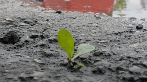 Leaves made their way through the asphalt and tremble in the wind Stockbeeldmateriaal 147948260