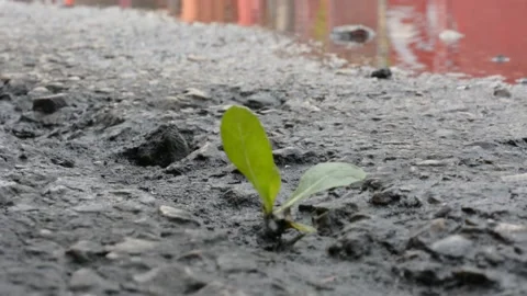 Leaves made their way through the asphalt and tremble in the wind 스톡 동영상 147948262