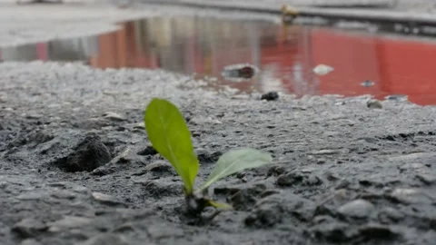 Leaves made their way through the asphalt and tremble in the wind Stockbeeldmateriaal 147948264