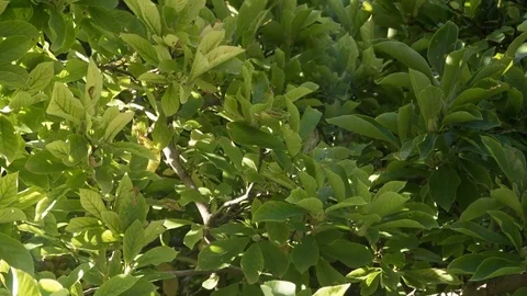 Leaves of the Magnolia Tree, Time Lapse Stock Footage