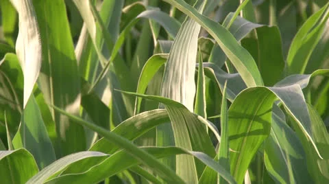 Leaves of maize Vídeo Stock 25939180