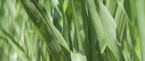 Leaves of maize in a row anamorphic 5.7K scope video Stock Footage 313916291