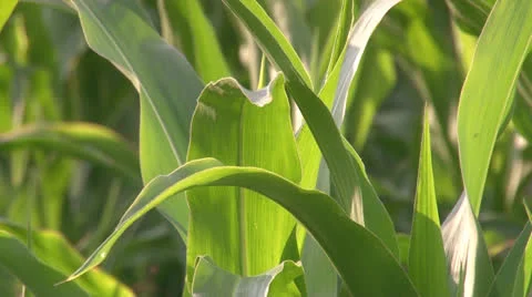 Leaves of maize wind Vídeo Stock 25962361