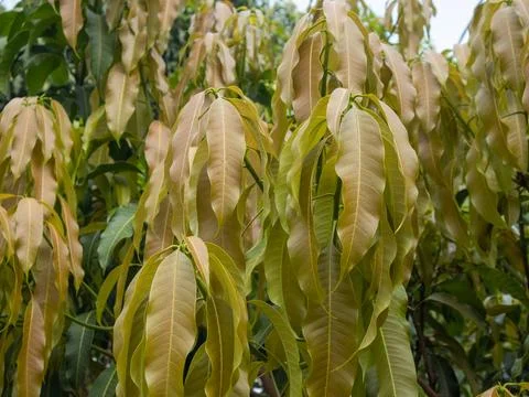 The leaves of the mango tree have withered in the summer Stock Photos