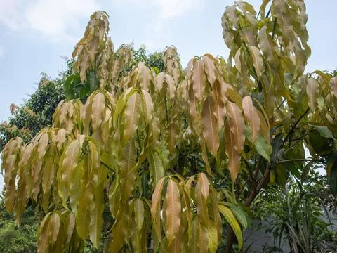The leaves of the mango tree have withered in the summer Foto stock