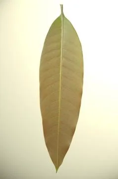 Leaves of mango tree 스톡 사진