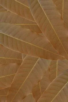 Leaves of mango tree 스톡 사진