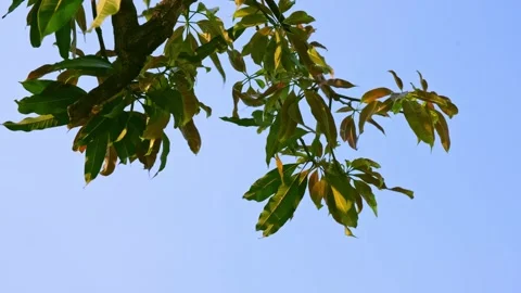 The leaves of a mango tree swaying in the wind, with a blue sky serving as .. Stock Footage 300080366