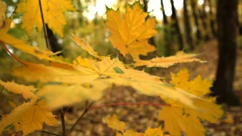 Leaves on a maple branch sway in the wind Stock-Footage 120030151