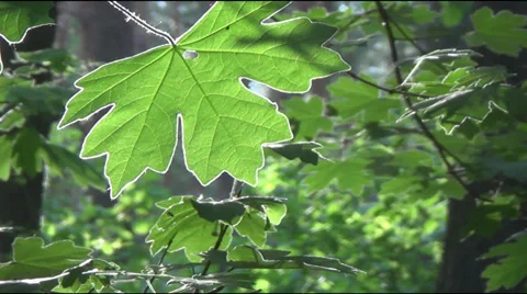 Leaves, maple 스톡 동영상 39163335