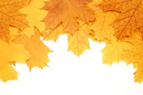 Leaves of a maple Stock Illustration