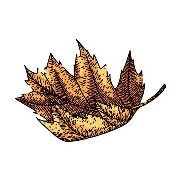 Leaves maple leaf sketch hand drawn vector 库存插图