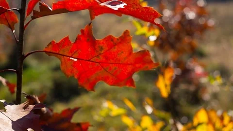 The leaves of the maple move in the wind Stock Footage 82868726