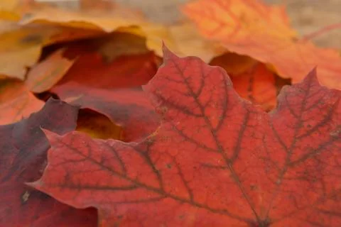 Leaves  of maple Foto stock
