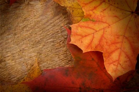 Leaves  of maple Foto stock