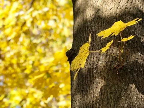 Leaves on the maple tree, close up Stock-Fotos