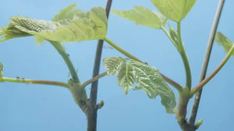 Leaves of a maple tree growing in spring covered with insects. Video stock 193558381