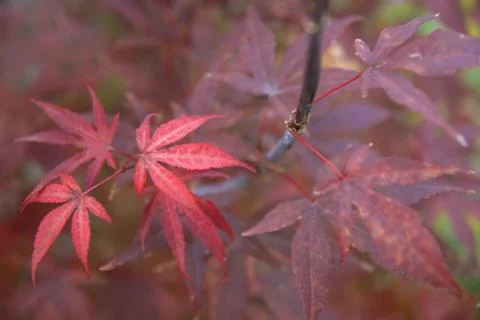 Leaves of maple tree Stock Photos