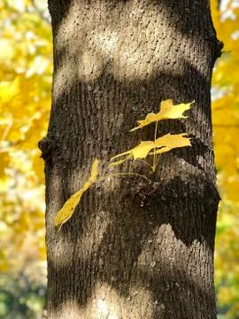 Leaves on the maple tree Stock Photos