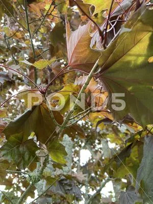 Leaves on a maple Tree