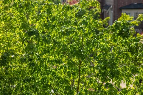 The leaves of a maple tree in the springtime sunshine Stock Photos