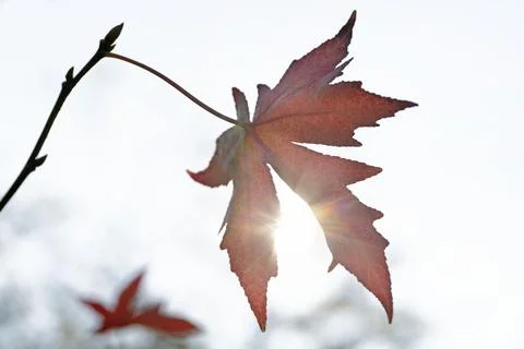 Leaves of the Maple tree which turned red in autumn with blue sky. Stock Photos