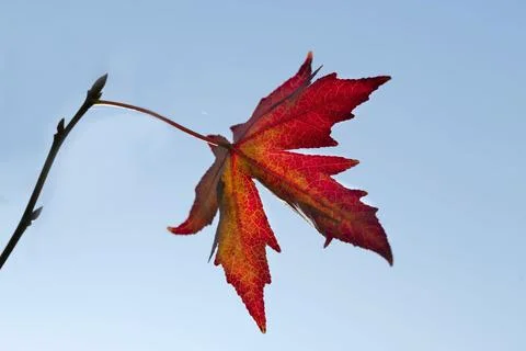 Leaves of the Maple tree which turned red in autumn with blue sky. Stock Photos