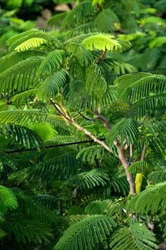Leaves of Mayflower Tree Stock Photos