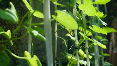 Leaves of a melon tree in daylight Stock Photos