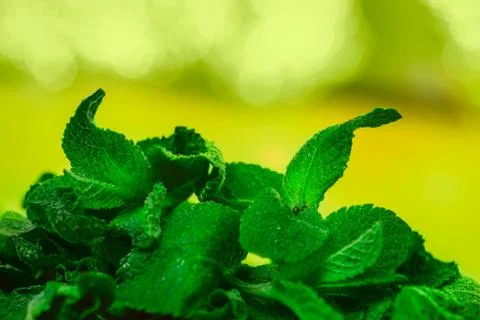 Leaves of mint on green background Stock Photos