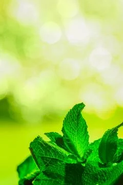 Leaves of mint on green background Stock Photos