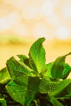 Leaves of mint on green background Stock Photos