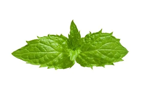 Leaves of mint Stock-Fotos