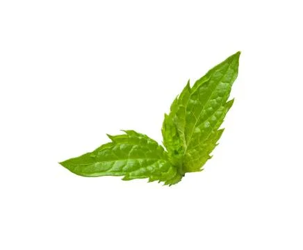 Leaves of mint Stock Photos