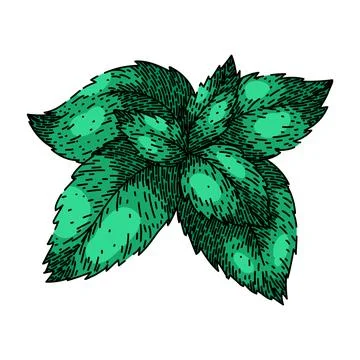 Leaves mint sketch hand drawn vector Illustrazione stock