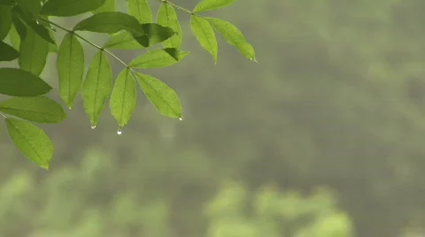 Leaves in misty forest timelapse Stock Footage 124774