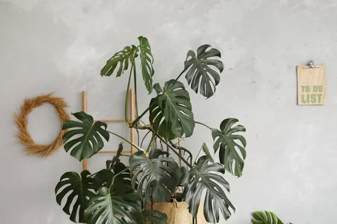 Leaves of Monstera or split-leaf philodendron the tropical foliage on a gray Stock Photos