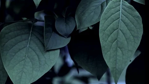 Leaves in the moonlight Video stock 310771160