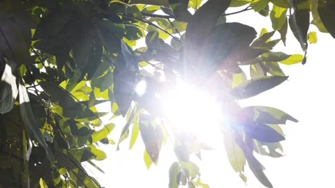 Leaves at the morning Video stock 248039465