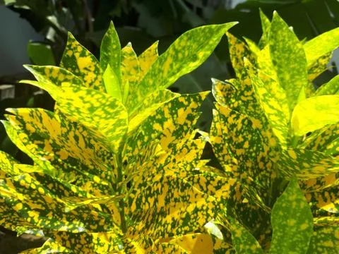 Leaves with Mosaic Pattern Stock Photos