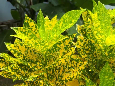 Leaves with Mosaic Pattern Stock Photos