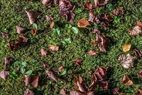Leaves on moss. Stock Photos