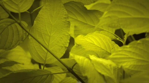 Leaves motion 스톡 동영상 722496